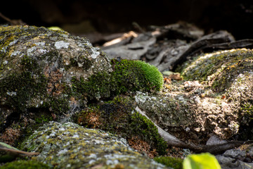 An old tiled roof covered with moss