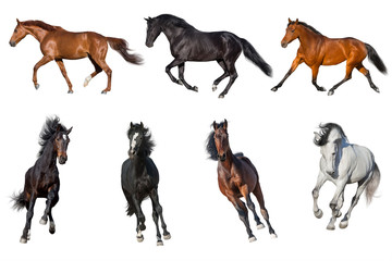 Horse collection isolated on white background