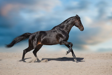 Black stallion with long mane run in desert dust against  blue sky