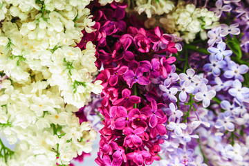 Lilac flowers background