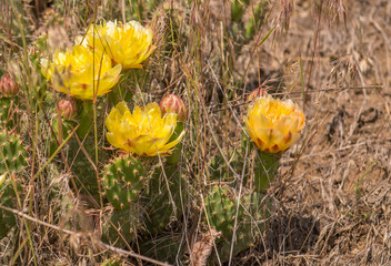 Blooming, yellow, Pricklypear Cactus (Opuntia columbiana)