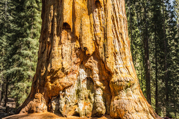 General Sherman Tree