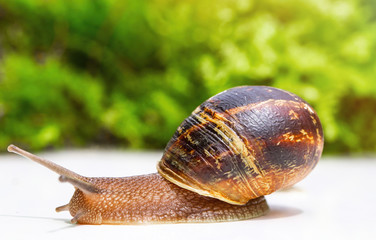 Snail moving on a table with a green background