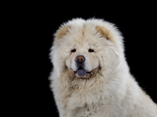 Chow Chow head portrait isolated on black.