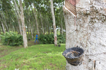 Rubber tree plantation, farming. Liquid latex raw extracted from rubber tree.