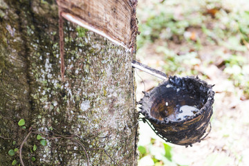 Rubber tree plantation, farming. Liquid latex raw extracted from rubber tree.