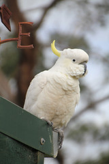 Cockatoo with Weather Vane