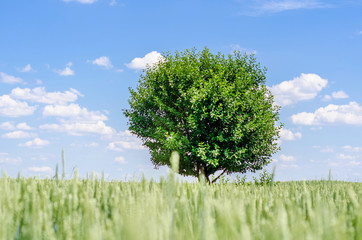 Obraz premium Lonely cherry tree in the middle of a wheat field