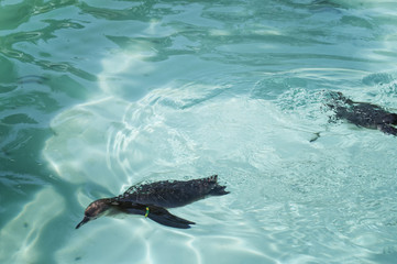 Two Humboldt Penguins have fun in the blue water of the sea. African penguins.