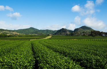 Fototapeta na wymiar Amazing landscape view of tea plantation in sunsetsunrise time. Nature background with blue sky in Thailand.