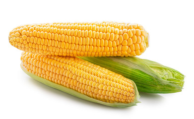 Fresh sweet corn isolated on white background. Clipping path