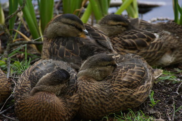 Des canetons au repos