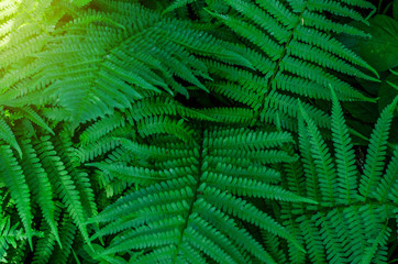 Fern leaves