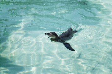 Obraz premium An Humboldt Penguin have fun in the blue water of the sea. African penguins.