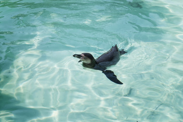 An Humboldt Penguin have fun in the blue water of the sea. African penguins.