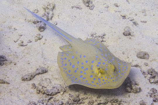 Blaupunkt Rochen im Meer in &Auml;gypten beim Tauchen