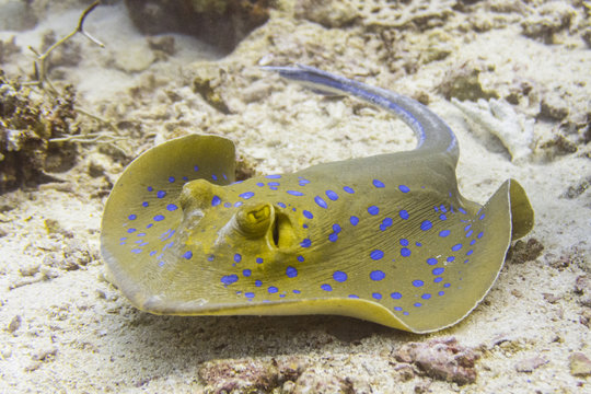 Blaupunkt Rochen im Meer in &Auml;gypten beim Tauchen