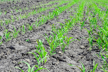 Sprouts of young corn on the field