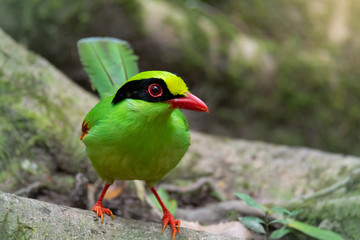 Bird in green color , front view. Beautiful bird common green magpie perching on root tree .
