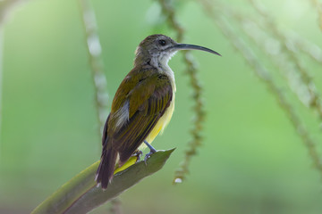 Cute small bird,back view.Cute little spiderhunter bird  with long bill perching on palm tree  with  blurred green background.