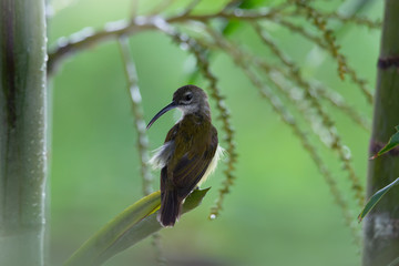 Cute small bird,back view.Cute little spiderhunter bird  with long bill perching on palm tree  looking backward with  blurred green background.