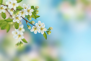 Blossoming branch apple.