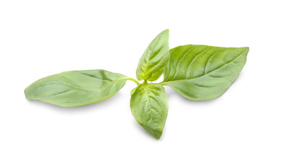 Fresh basil leaves on white background