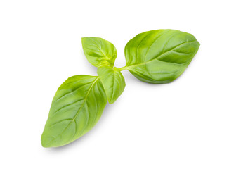 Fresh basil leaves on white background