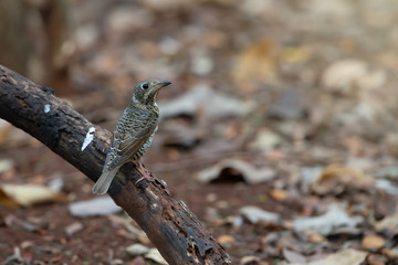 Colorful bird with white throated. White throated rock thrush female bird perching on branch with natural blurred background, high angle view.