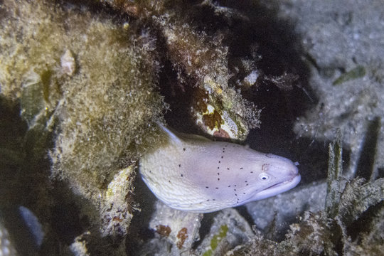 Riesenmuraene beim Tauchen im Merr in Ägypten versteckt sich