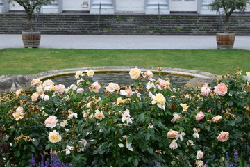 Blüten im Schlosspark Koblenz