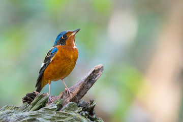 Colorful bird with white throated..White throated rock thrush male bird perching on log looking upward with natural blurred background, front view..