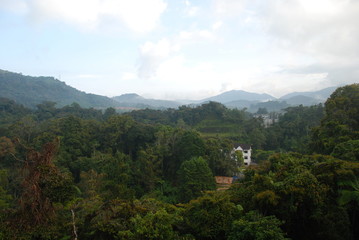 Obraz premium View of jungle and mountain in Cameron Highlands, Malaysia