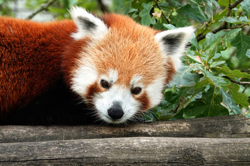 A red panda at the zoo in Antwerp, Belgium.