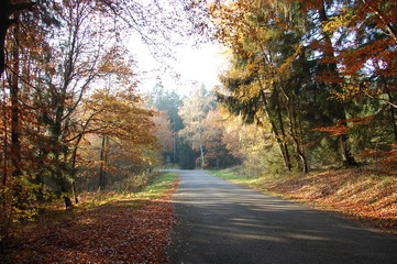 Herbstimpressionen - Waldromantik