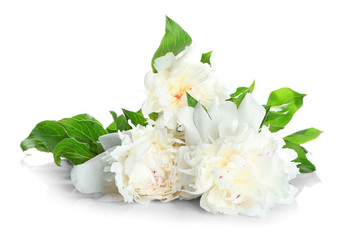Beautiful peony flowers on white background