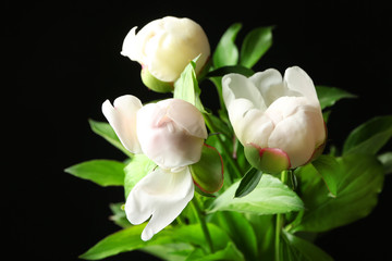 Beautiful peony flowers on black background