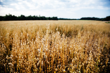 field with ripe ears of barley