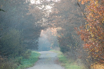 Waldromantik im Herbst