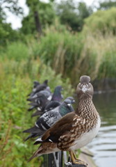 Birds of Regent's Park, London