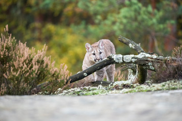An endangered Florida PantherCougar(Puma concolor