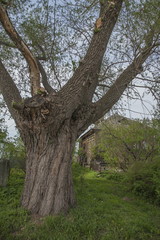 Fototapeta premium Great old tree in front of the House