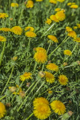 Yellow dandelion flowers