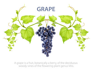 Ripe dark grapes with leaves, template for your design. Isolated on white background