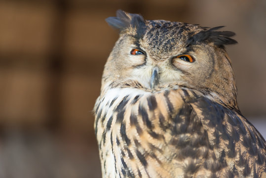 Owls are the most recognizable nocturnal bird species.