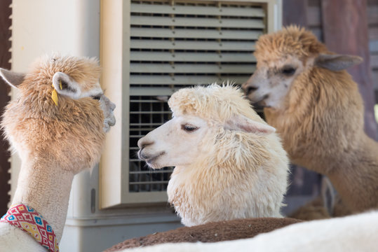 Cute and funny Alpaca in farm, friendly animal.