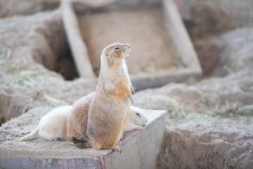 Meerkat Slender-Tailed looking with curiously.