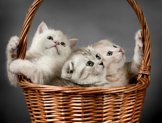 kitten scottish fold