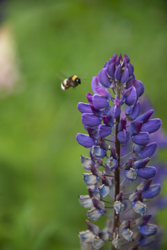 Bumblebee on a lupine