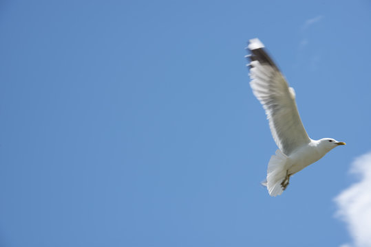 The flying seagull against the background of the blue sky